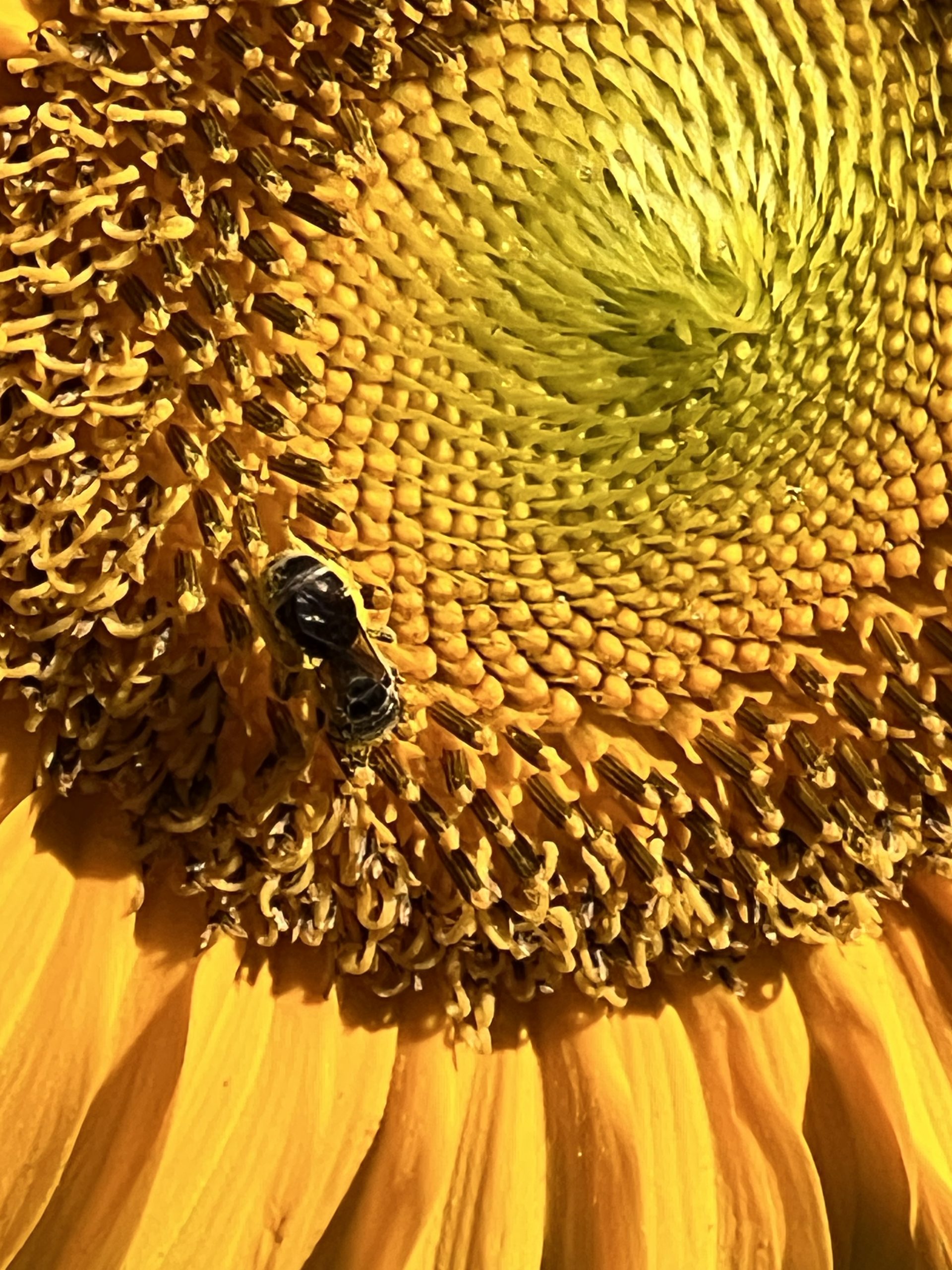 Sunflower and Bee