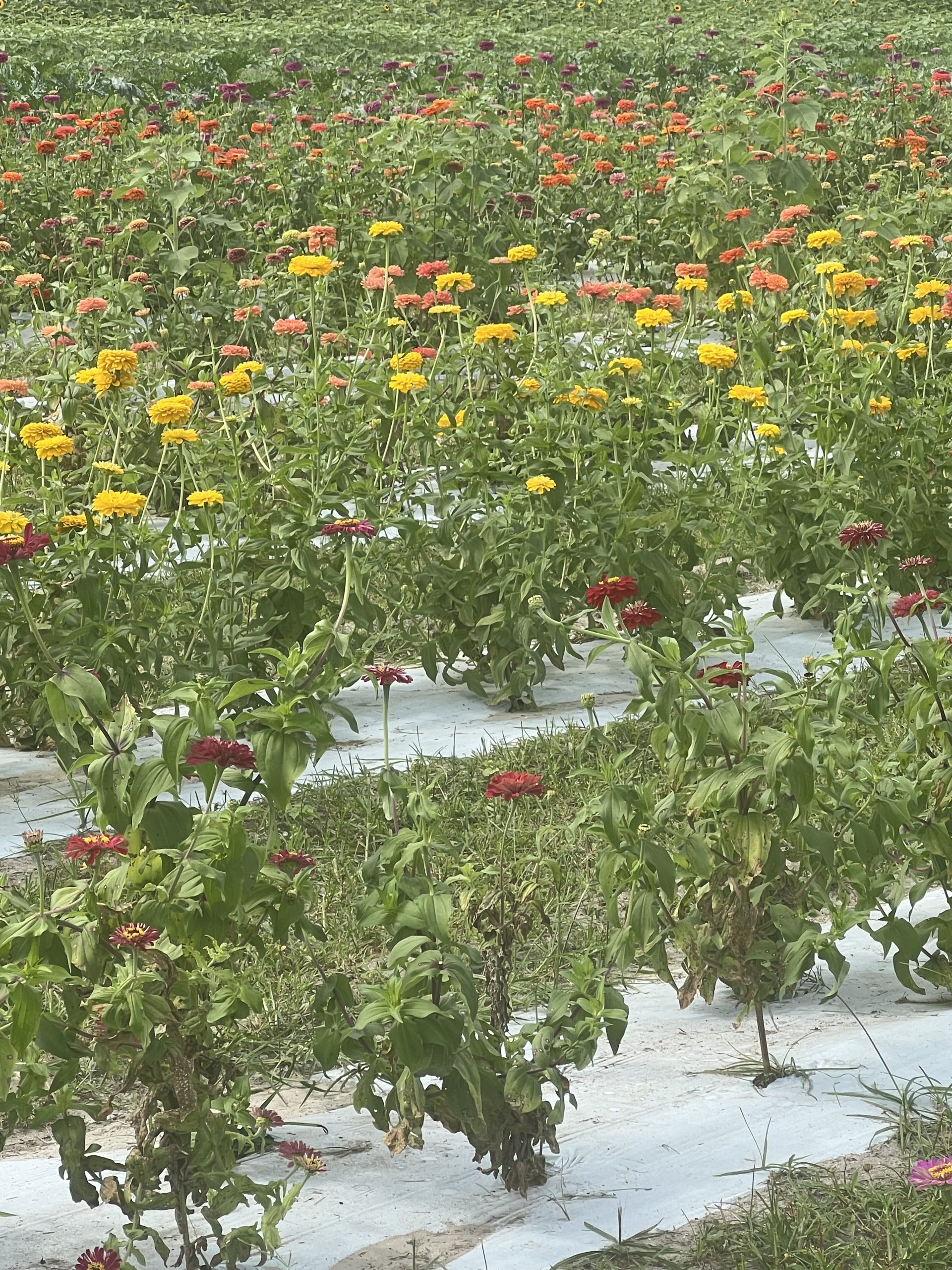 U-Pick Zinnia Fields