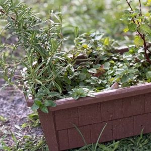Herb Window Box