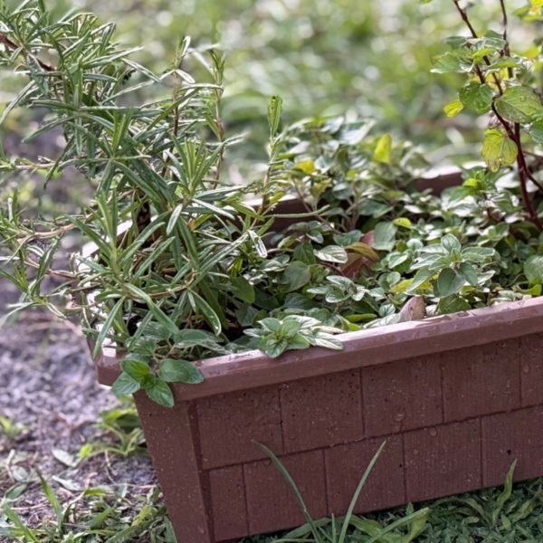Herb Window Box