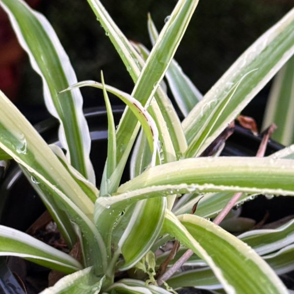 Spider Plant
