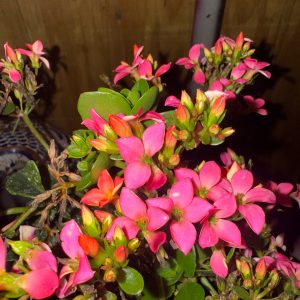 Kalanchoe