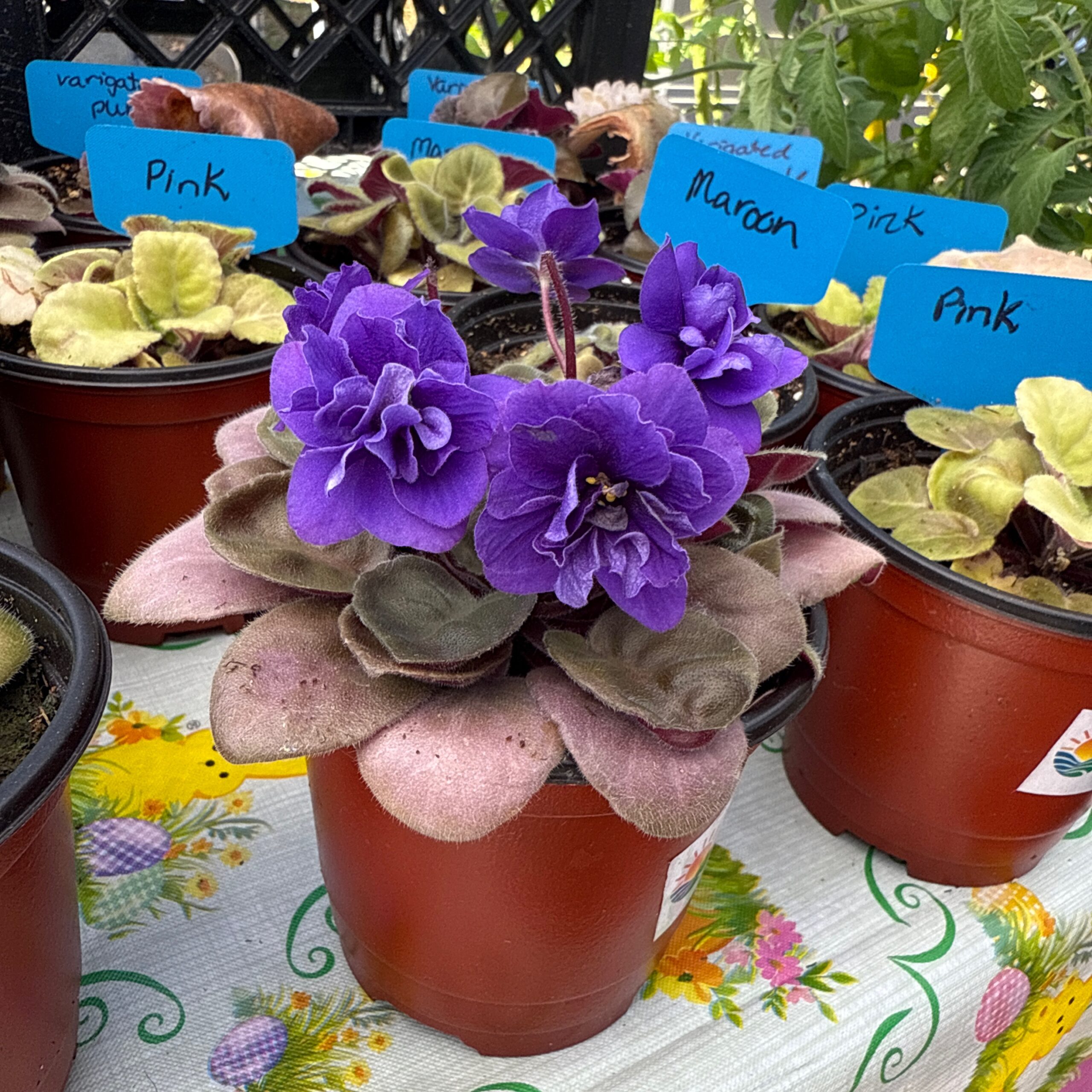 African Violet