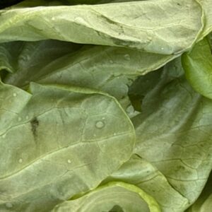 Lettuce