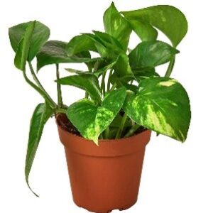 Golden Pothos