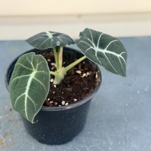 Alocasia 'Black Velvet' with Dectorative Pot