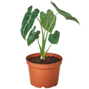 Green Velvet Alocasia
