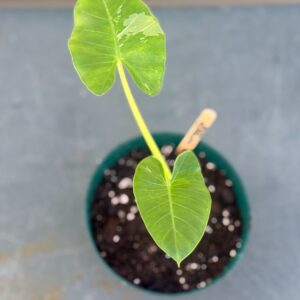 Alocasia 'Appaloosa Gold'