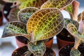 Jewel Orchid Macodes Petola