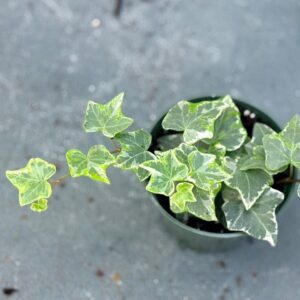 English Ivy Gold Child