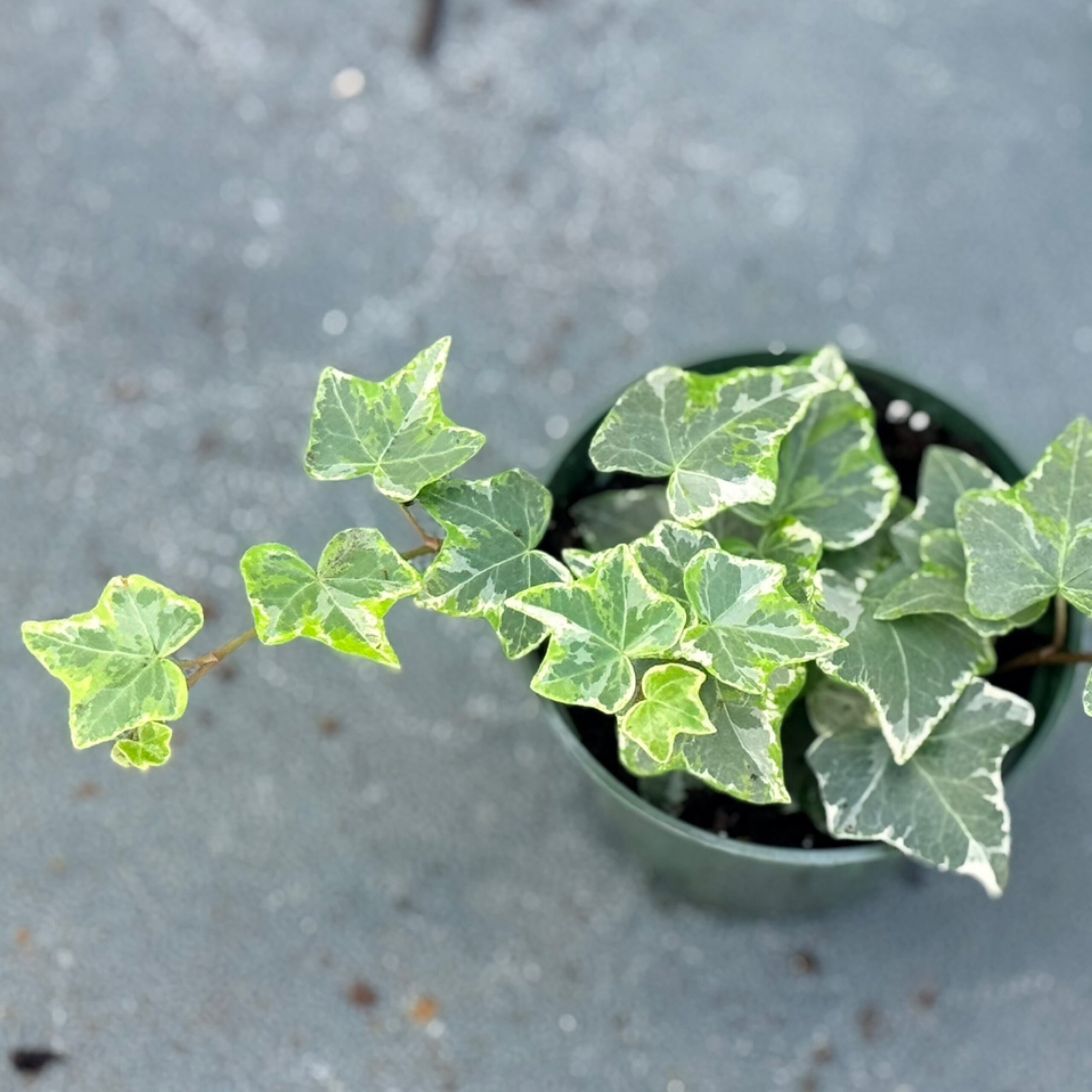 English Ivy Gold Child