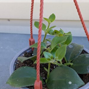 Mona Lisa Lip Stick Plant