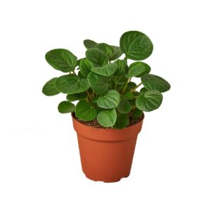 Rana Verde Peperomia