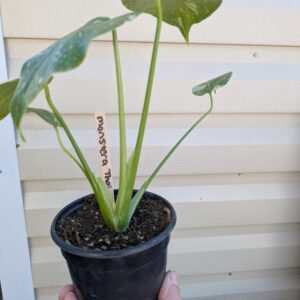 Thai Constellation Monstera