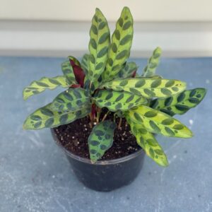 Rattlesnake Calathea