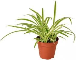 Spider Plant