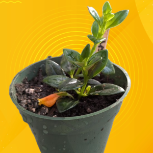 Goldfish Plant