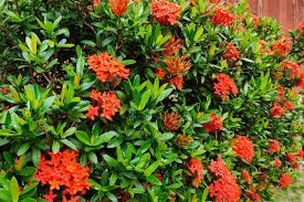Dwarf Red Ixora