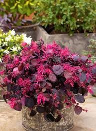 Ever Red Chinese Fringe Flower