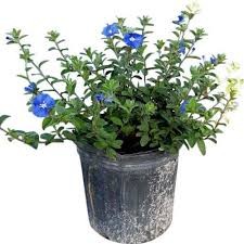 Blue My Mind® Evolvulus