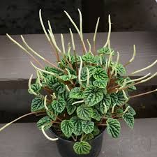 Pepperomia Emerald Ripple