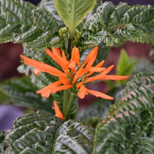 Orange Flame Justicia