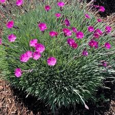 Firewitch Dianthus