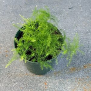 Asparagus Fern