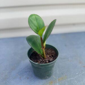 Baby Rubber Plant