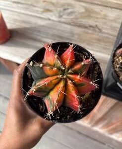 Variegated Moon Cactus